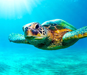 Key West Diving