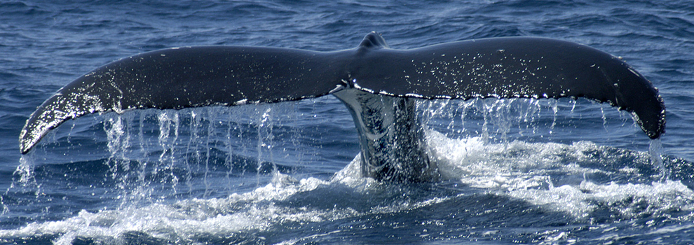 Cabo San Lucas Whale Watching | Cabo Tour Center