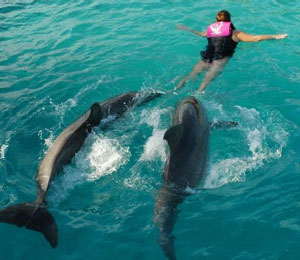 nassau-bahamas-dolphin-programs.jpg