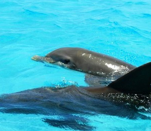 Key West Dolphins
