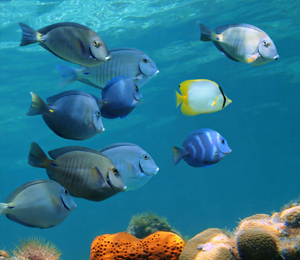 Key West Coral Reef Fish Species