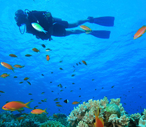 diving scuba freeport dives bahamas special types different