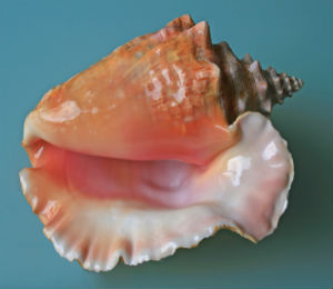 Key West Conch