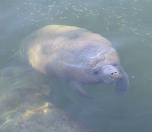 Manatees in Key West