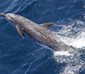 The Atlantic Spotted Dolphin