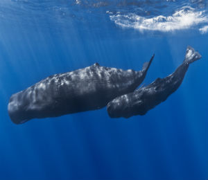 Sperm Whales of the Atlantic
