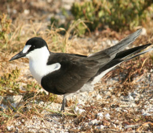 Sooty Terns on Glass Bottom Boat Tour