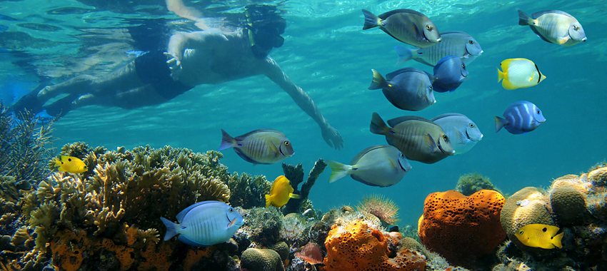 Paradise Ocean Snorkel and Parasailing Combo