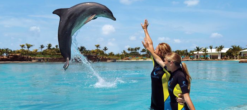 Freeport Dolphin Trainer for a Day