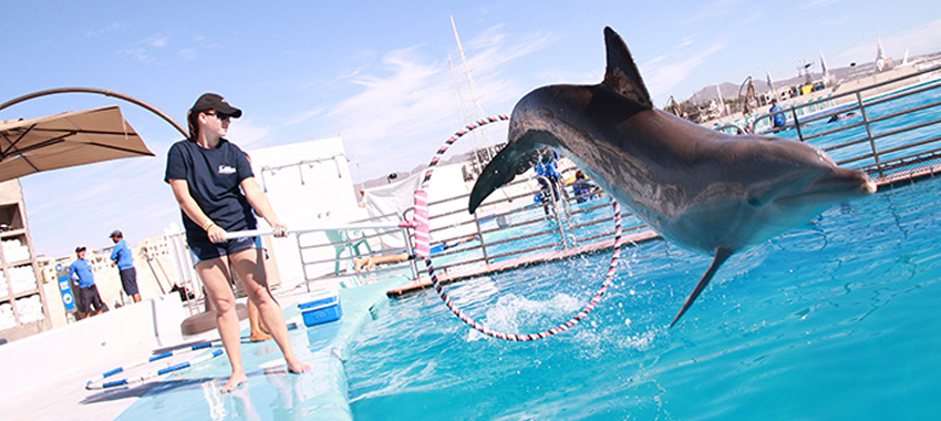 Freeport Dolphin Trainer for a Day