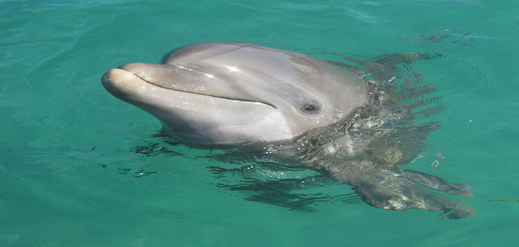 Dolphin Lovers' Swim image 1