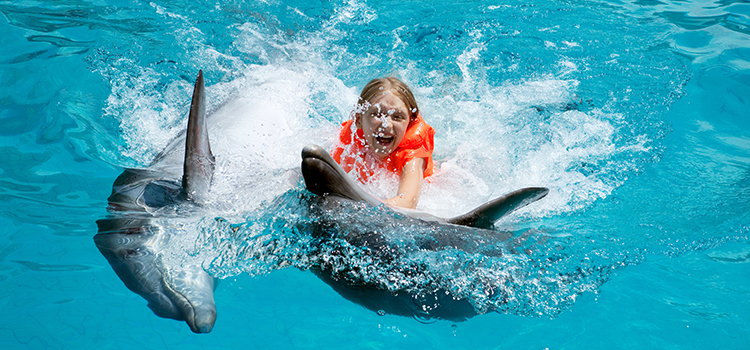 Dolphin Royal Swim image 3