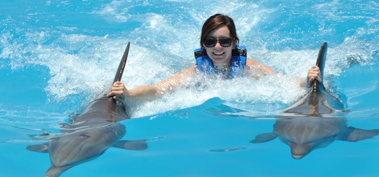 Dolphin Royal Swim image 2