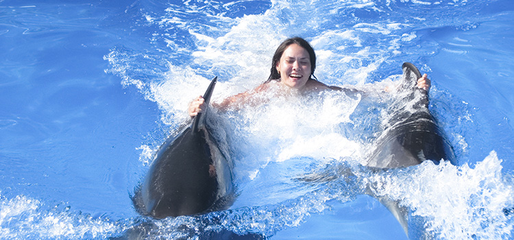 Dolphin Royal Swim image 4