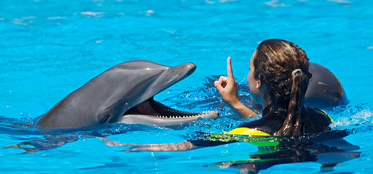 Dolphin Swim Adventure image 3