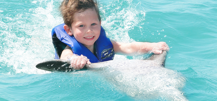 Dolphin Swim & Admission image 2