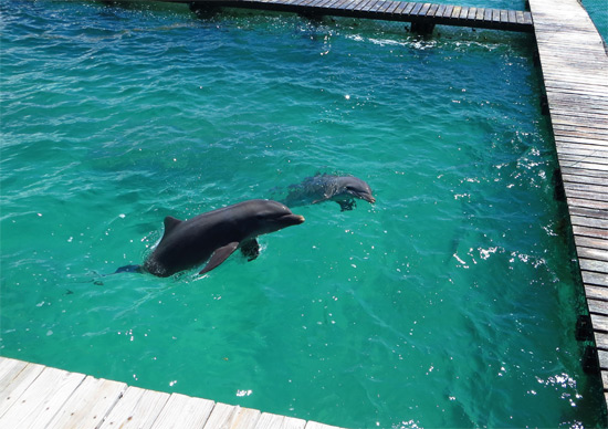 Dolphin Encounter + Ferry + Transfer  image 3
