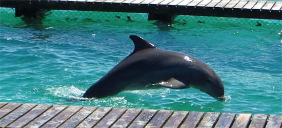 Dolphin Swim Adventure + Ferry + Transfer  image 4