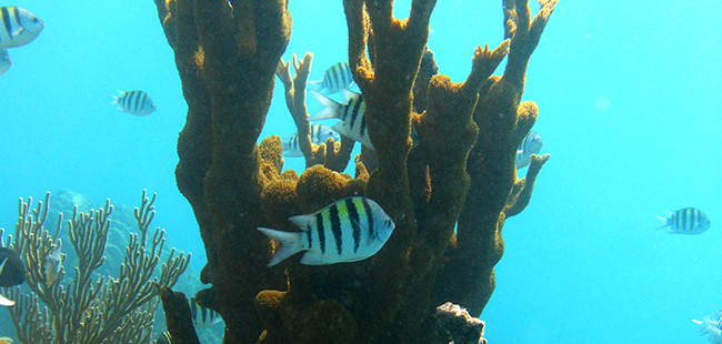 Afternoon Dual Reef Dive