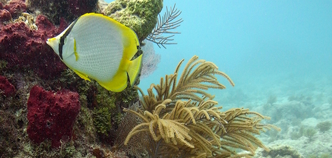Afternoon Dual Reef Dive