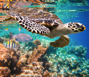 Private Snorkel and Turtle Swim
