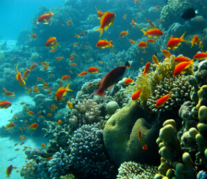 Coral Reef Snorkel Tour