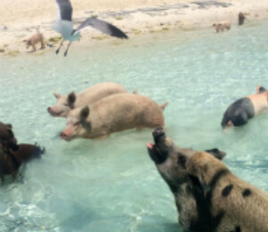 Exuma And Swimming Pigs Adventure