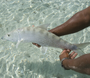 Nassau Bonefishing