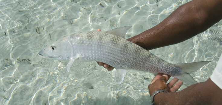 Nassau Bonefishing