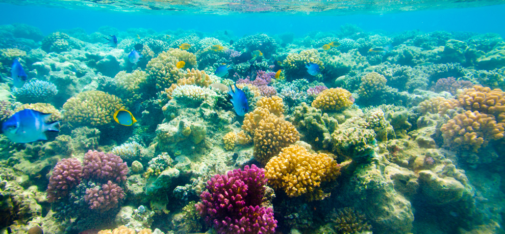 Catamaran Reef Snorkeling