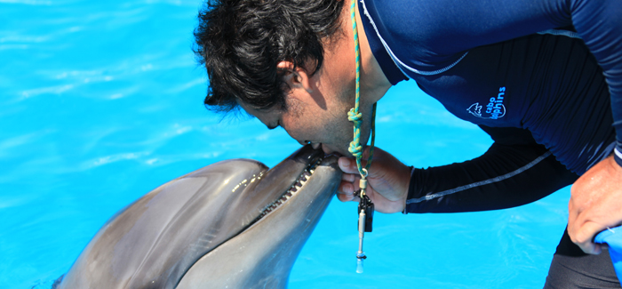 Dolphin Trainer for a Day image 1