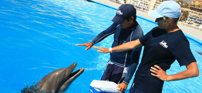 Cabo Dolphin Trainer For A Day