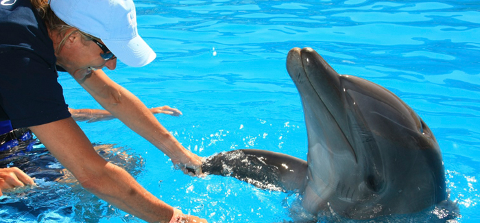 Cabo Dolphin Trainer for a Day