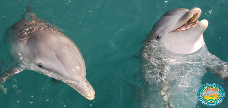 Blue Lagoon Dolphin Close Encounter