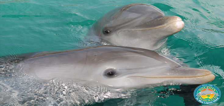 Blue Lagoon Dolphin Close Encounter