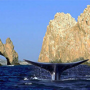 Cabo Sailing Snorkel and Whale Watching