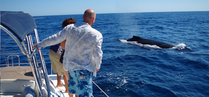 Cabo Sailing Snorkeling and Sunset Whale Watching