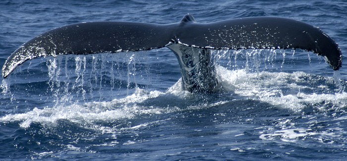 Caborey Whale Watching Tour