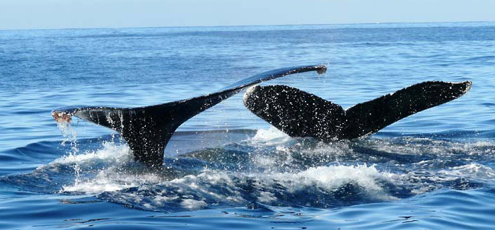 Caborey Whale Watching Tour