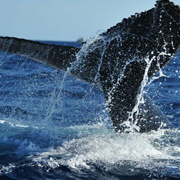 Zodiac Whale Watch Expedition