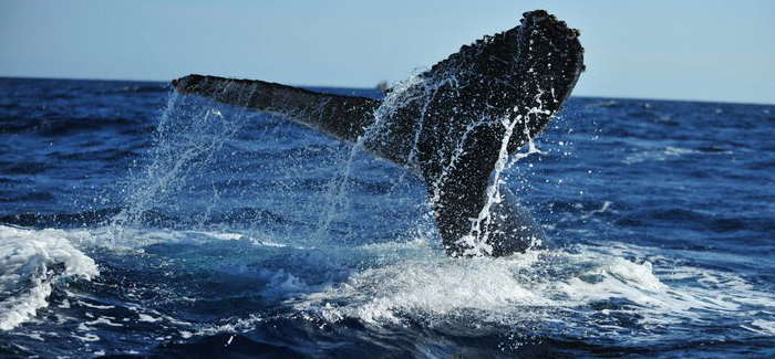 Zodiac Whale Watch Expedition