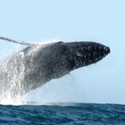 Cabo Escape Breakfast Whale Watching Cruise