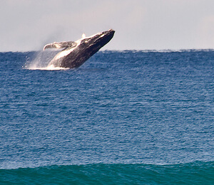 Cabo Escape Whale Watching Cruise
