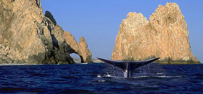 Cabo Escape Whale Watching Cruise