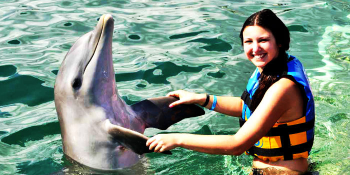 Dolphin Encounter image 2