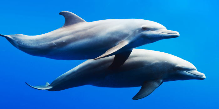 Vallarta Dolphin Encounter
