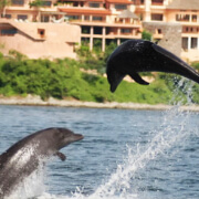 Wild Dolphins & Snorkel Combo
