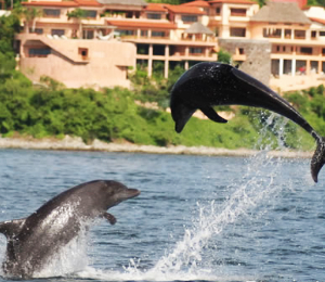 Wild Dolphins & Snorkel