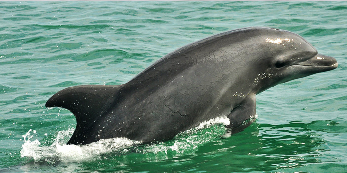 Wild Dolphins & Snorkel Combo