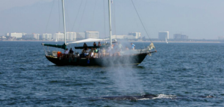 Pegaso Whale Watch Sailing Adventure